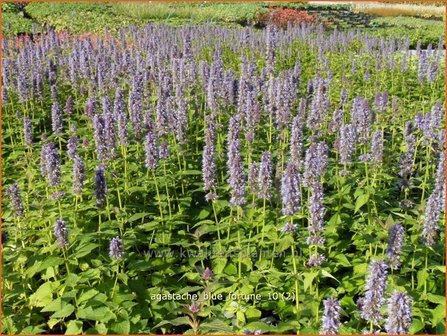 Agastache &#039;Blue Fortune&#039; | Dropplant, Anijsnetel | Duftnessel | Giant Hyssop