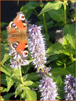 Agastache &#039;Blue Fortune&#039; | Dropplant, Anijsnetel | Duftnessel | Giant Hyssop