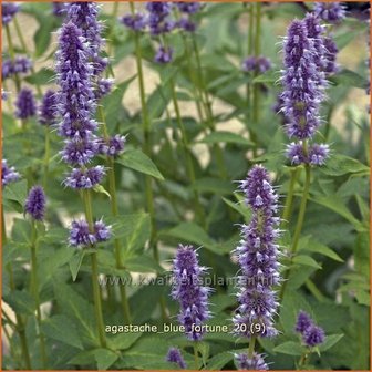 Agastache &#039;Blue Fortune&#039; | Dropplant, Anijsnetel | Duftnessel | Giant Hyssop