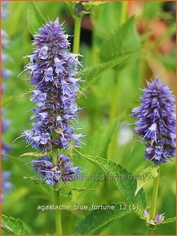 Agastache &#039;Blue Fortune&#039; | Dropplant, Anijsnetel | Duftnessel | Giant Hyssop