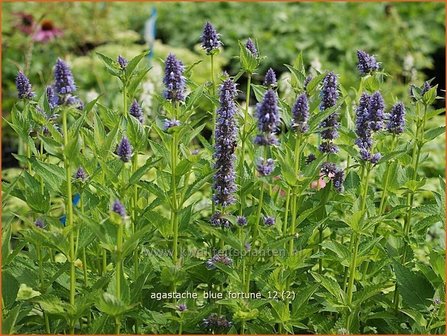 Agastache &#039;Blue Fortune&#039; | Dropplant, Anijsnetel | Duftnessel | Giant Hyssop