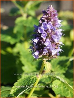 Agastache &#039;Blue Fortune&#039; | Dropplant, Anijsnetel | Duftnessel | Giant Hyssop