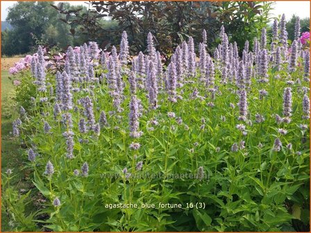 Agastache &#039;Blue Fortune&#039; | Dropplant, Anijsnetel | Duftnessel | Giant Hyssop