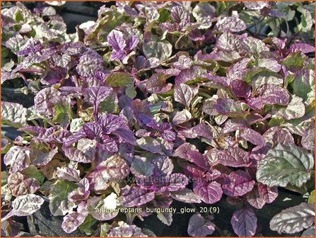 Ajuga reptans &#039;Burgundy Glow&#039; | Zenegroen | Kriechender G&uuml;nsel