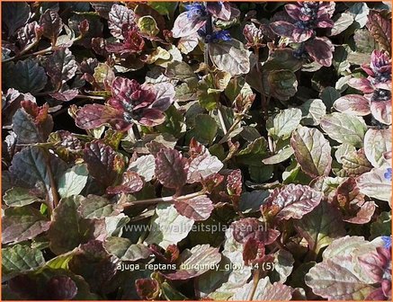 Ajuga reptans &#039;Burgundy Glow&#039; | Zenegroen | Kriechender G&uuml;nsel