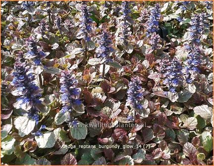 Ajuga reptans &#039;Burgundy Glow&#039; | Zenegroen | Kriechender G&uuml;nsel