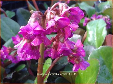 Bergenia cordifolia &#039;Eroica&#039; | Schoenlappersplant, Olifantsoren