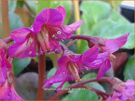 Bergenia cordifolia &#039;Eroica&#039; | Schoenlappersplant, Olifantsoren