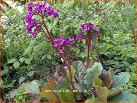 Bergenia cordifolia &#039;Eroica&#039; | Schoenlappersplant, Olifantsoren