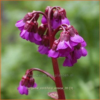 Bergenia cordifolia &#039;Eroica&#039; | Schoenlappersplant, Olifantsoren