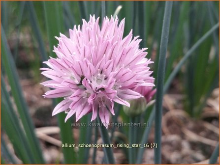 Allium schoenoprasum &#039;Rising Star&#039; | Bieslook, Look | Schnittlauch