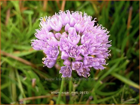 Allium &#039;Sugar Melt&#039; | Sierui, Look | Lauch