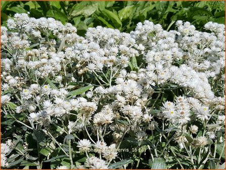 Anaphalis triplinervis | Siberische edelweiss, Witte knoop | Himalaya-Perlk&ouml;rbchen