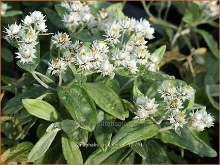 Anaphalis triplinervis | Siberische edelweiss, Witte knoop | Himalaya-Perlk&ouml;rbchen