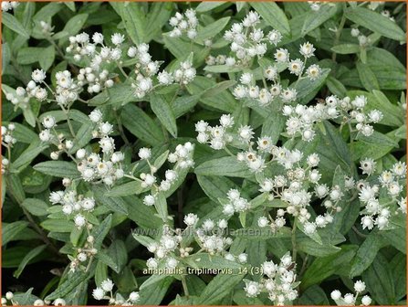 Anaphalis triplinervis | Siberische edelweiss, Witte knoop | Himalaya-Perlk&ouml;rbchen