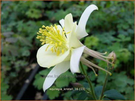 Aquilegia &#039;Kristall&#039; | Akelei | Akelei