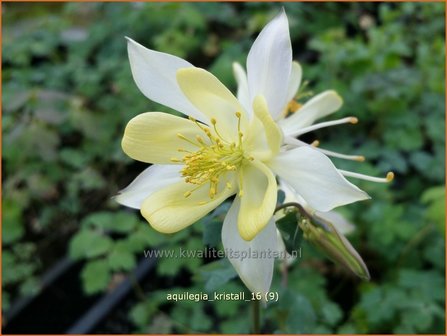 Aquilegia &#039;Kristall&#039; | Akelei | Akelei