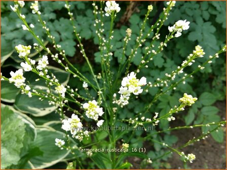 Armoracia rusticana | Mierikswortel | Gew&ouml;hnlicher Meerrettich