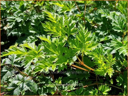 Aruncus aethusifolius | Geitenbaard | Kleiner Gei&szlig;bart