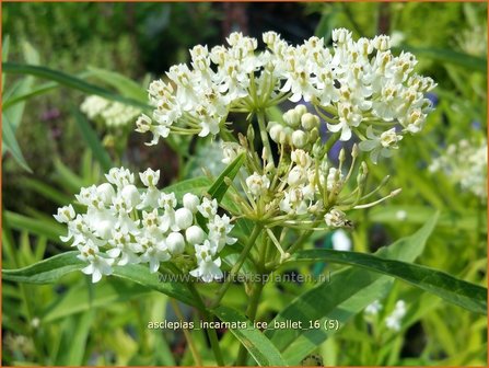 Asclepias incarnata 'Ice Ballet' | Zijdeplant | Rosabl&uuml;hende Seidenpflanze