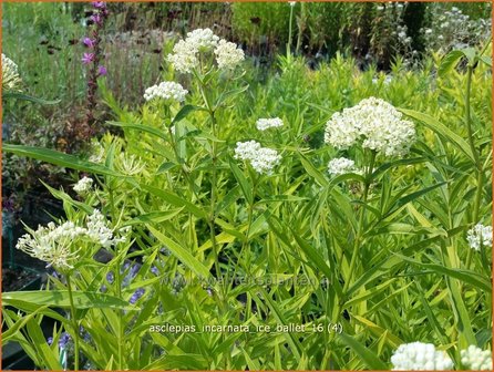 Asclepias incarnata 'Ice Ballet' | Zijdeplant | Rosabl&uuml;hende Seidenpflanze