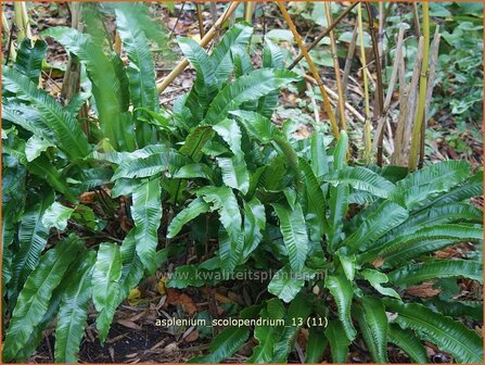 Asplenium scolopendrium | Tongvaren, Streepvaren | Hirschzungenfarn