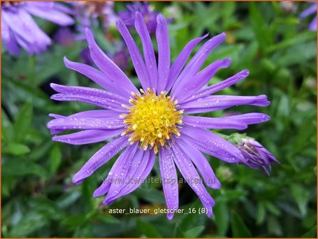 Aster &#039;Blauer Gletscher&#039; | Aster | Aster