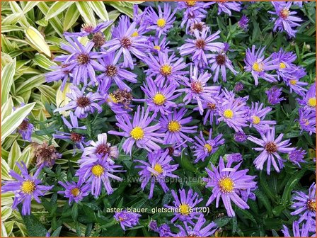 Aster &#039;Blauer Gletscher&#039; | Aster | Aster