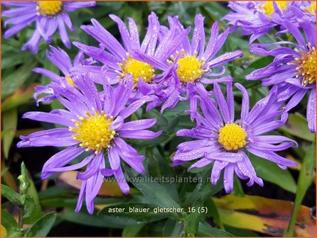 Aster &#039;Blauer Gletscher&#039; | Aster | Aster