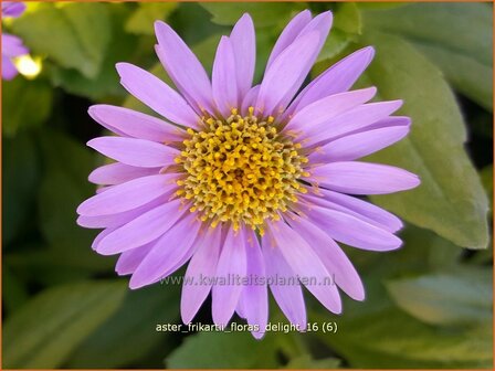 Aster frikartii &#039;Flora&#039;s Delight&#039; | Aster | Frikarts Aster