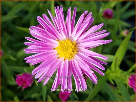 Aster &#039;Marjorie&#039; | Aster | Aster