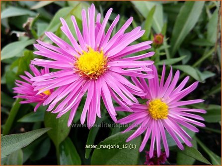 Aster &#039;Marjorie&#039; | Aster | Aster