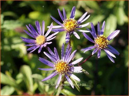 Aster radula 'August Sky' | Aster | Raspel-Aster