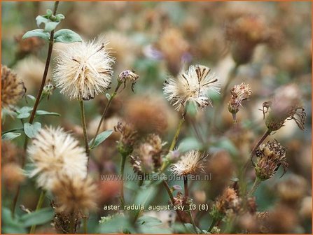 Aster radula 'August Sky' | Aster | Raspel-Aster