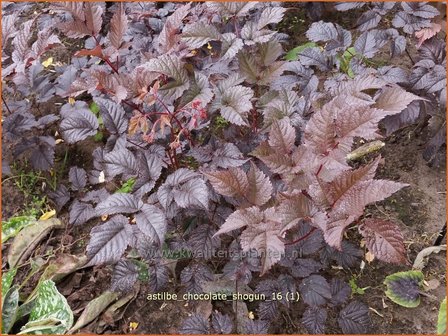 Astilbe 'Chocolate Shogun' | Pluimspirea, Spirea | Prachtspiere