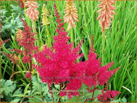 Astilbe &#039;Montgomery&#039; | Pluimspirea, Spirea | Prachtspiere