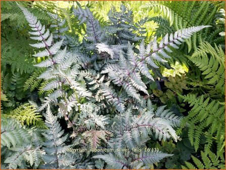 Athyrium niponicum 'Silver Falls' | Japanse regenboogvaren | Regenbogenfarn