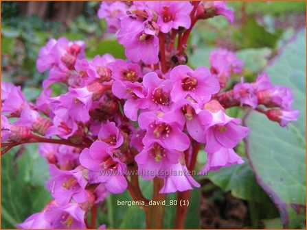 Bergenia &#039;David&#039; | Schoenlappersplant, Olifantsoor | Bergenie