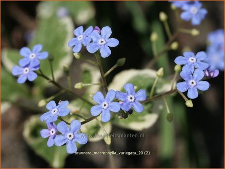 Brunnera macrophylla &#039;Variegata&#039; | Kaukasische vergeet-mij-nietje, Vast vergeet-mij-nietje | Kaukasusvergissmeinn