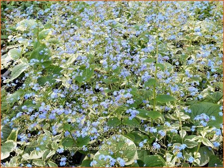 Brunnera macrophylla &#039;Variegata&#039; | Kaukasische vergeet-mij-nietje, Vast vergeet-mij-nietje | Kaukasusvergissmeinn
