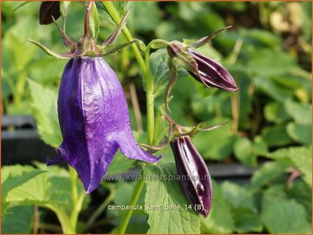 Campanula &#039;Kent Belle&#039; | Klokjesbloem