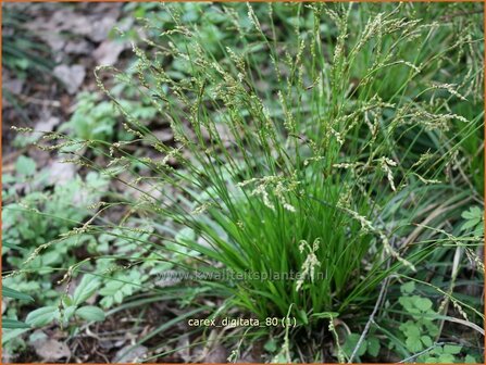 Carex digitata | Vingerzegge, Zegge | Gefingerte Segge