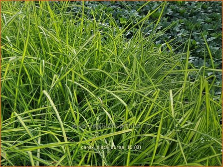 Carex elata 'Aurea' | Stijve zegge, Zegge | Steife Segge