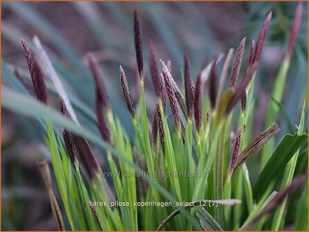 Carex pilosa &#039;Kopenhagen Select&#039; | Zegge | Wimper-Segge
