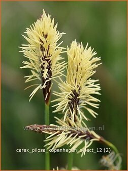 Carex pilosa &#039;Kopenhagen Select&#039; | Zegge | Wimper-Segge