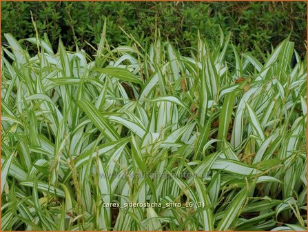 Carex siderosticha &#039;Shiro&#039; | Breedbladzegge, Zegge