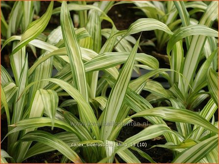 Carex siderosticha &#039;Shiro&#039; | Breedbladzegge, Zegge