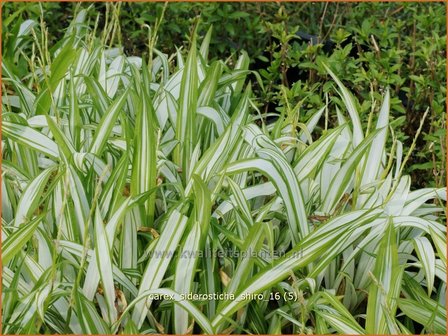 Carex siderosticha &#039;Shiro&#039; | Breedbladzegge, Zegge