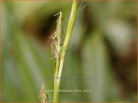 Carex siderosticha &#039;Shiro&#039; | Breedbladzegge, Zegge