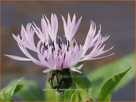 Centaurea montana &#039;Carnea&#039; | Bergkorenbloem, Bergcentaurie, Korenbloem, Centaurie | Berg-Flockenblume